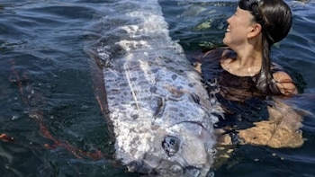 El hallazgo de dos peces