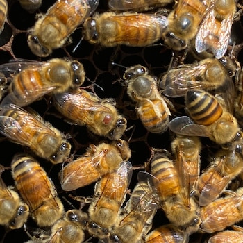 Un estudio revela que las abejas pueden detectar virus en su alimento, pero no siempre los evitan (Louisiana State University).