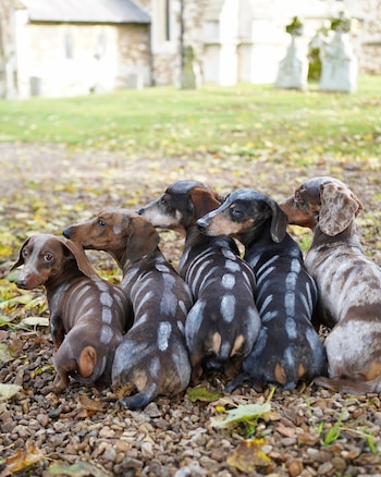 Cinco dachshunds, una cámara y una celebración de Halloween llena de creatividad