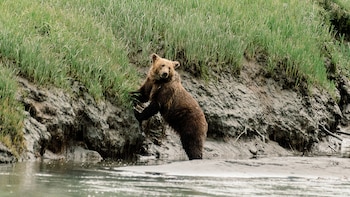 Oso de pelaje marrón erguido en orilla fangosa, con patas delanteras en talud cubierto de hierba verde, y cuerpo de agua en primer plano