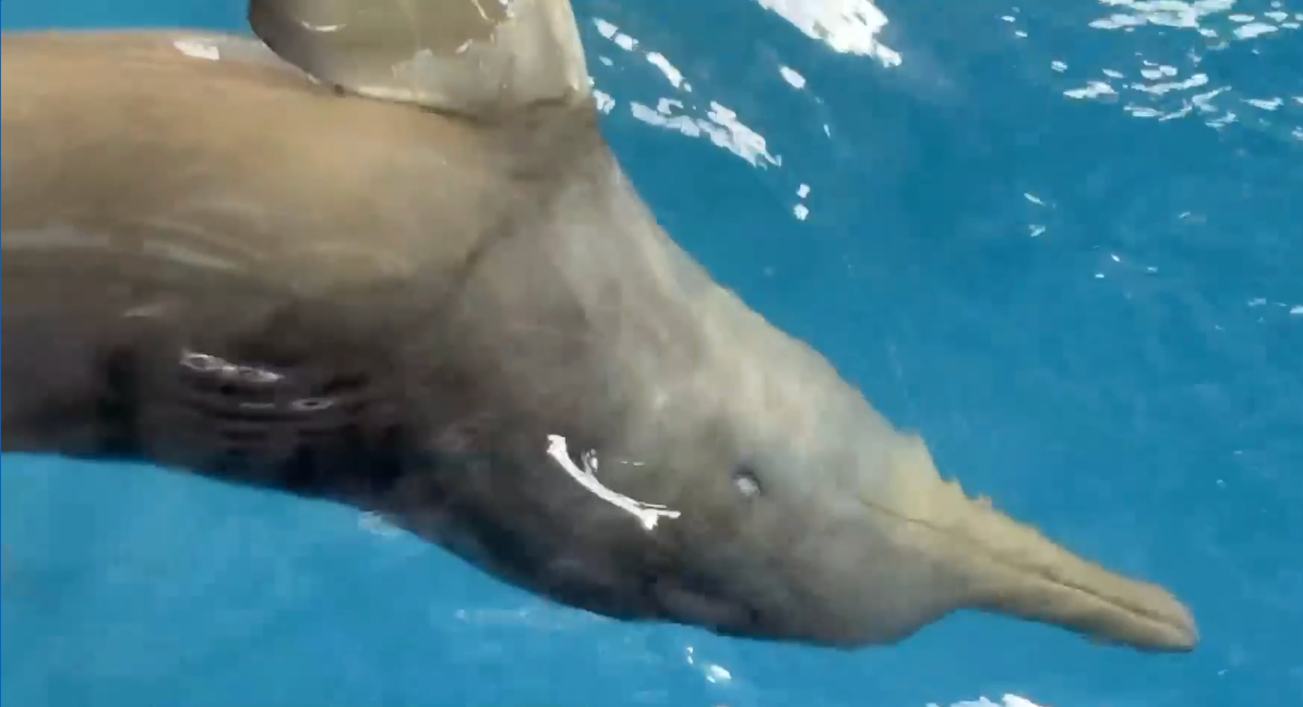 Un delfín que llegó desorientado es cuidado en Rocha, Uruguay (Captura Telenoche/Canal 4)