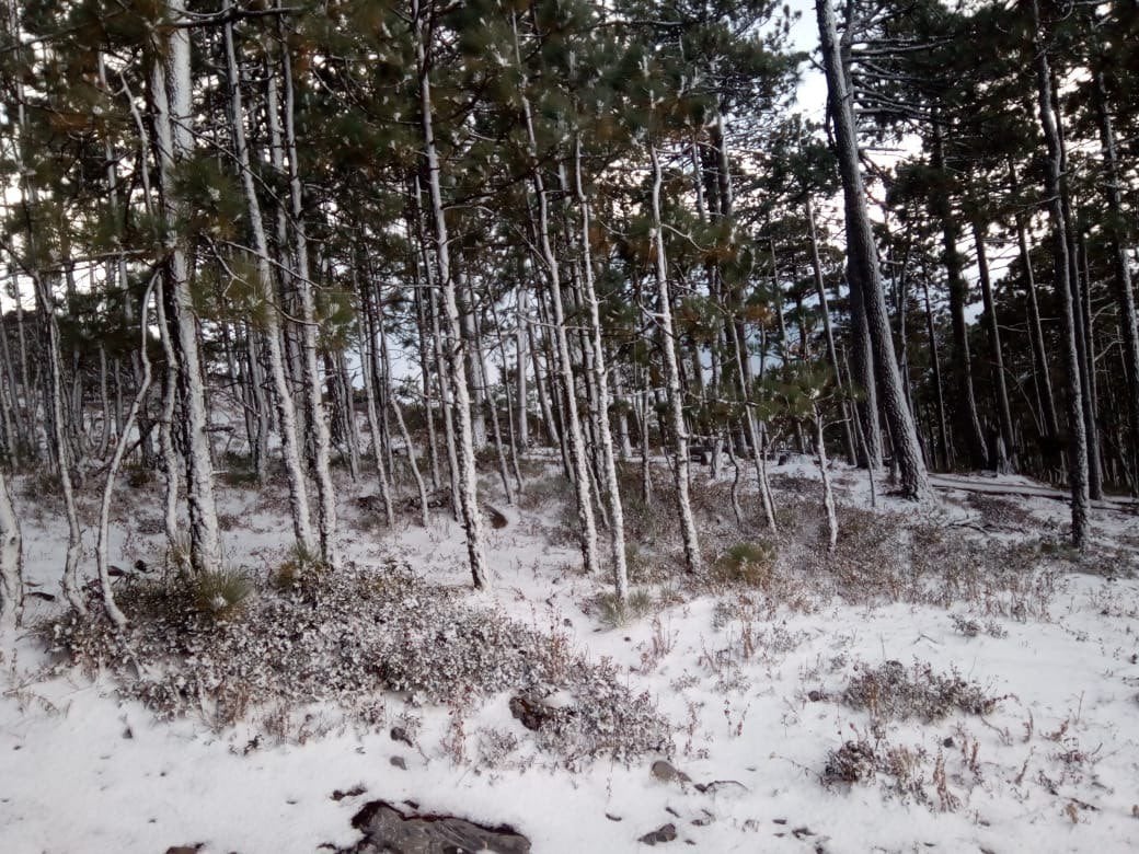 Se espera que en las sierras de Sonora, Sinaloa, Durango y Chihuahua caiga nieve o aguanieve (Foto: Twitter @@JaimeRdzNL)