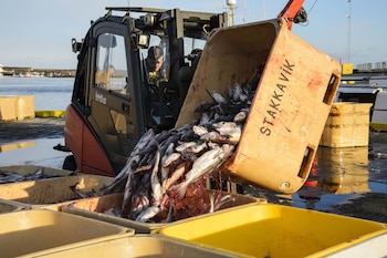 Los aumentos en precios internacionales no compensan los costos crecientes, complicando la viabilidad de la pesca local
Nature