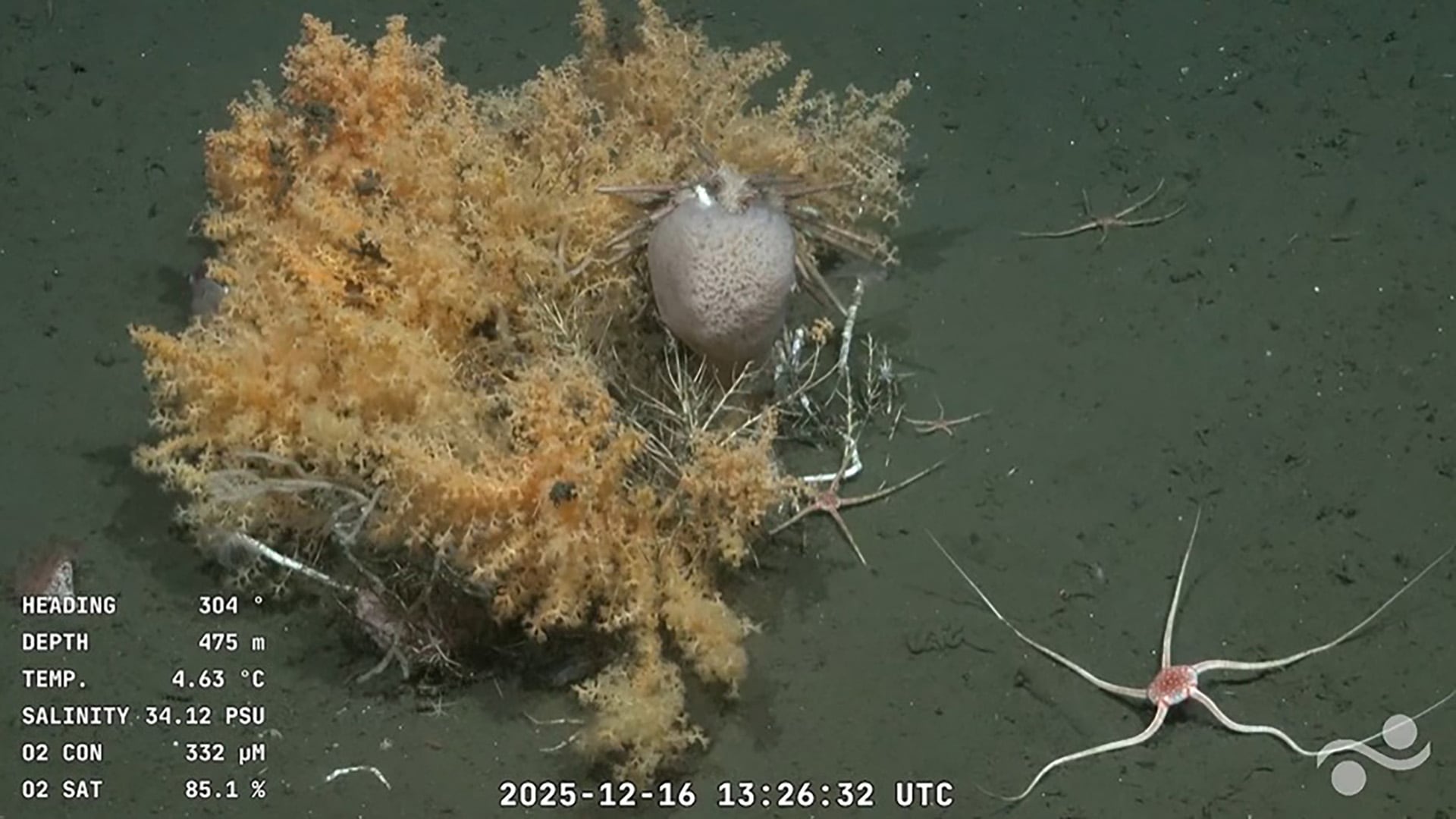 La imagen colorida y llena de especies que enamoró tanto a los responsables de la expedición como a los espectadores