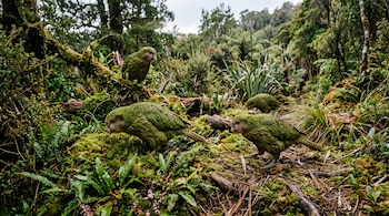 Varios loros verdes kākāpō sobre ramas y suelo cubierto de musgo y helechos en un bosque.