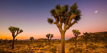 El acceso a Joshua Tree
