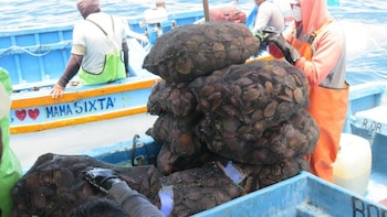 Produce, mediante su área de