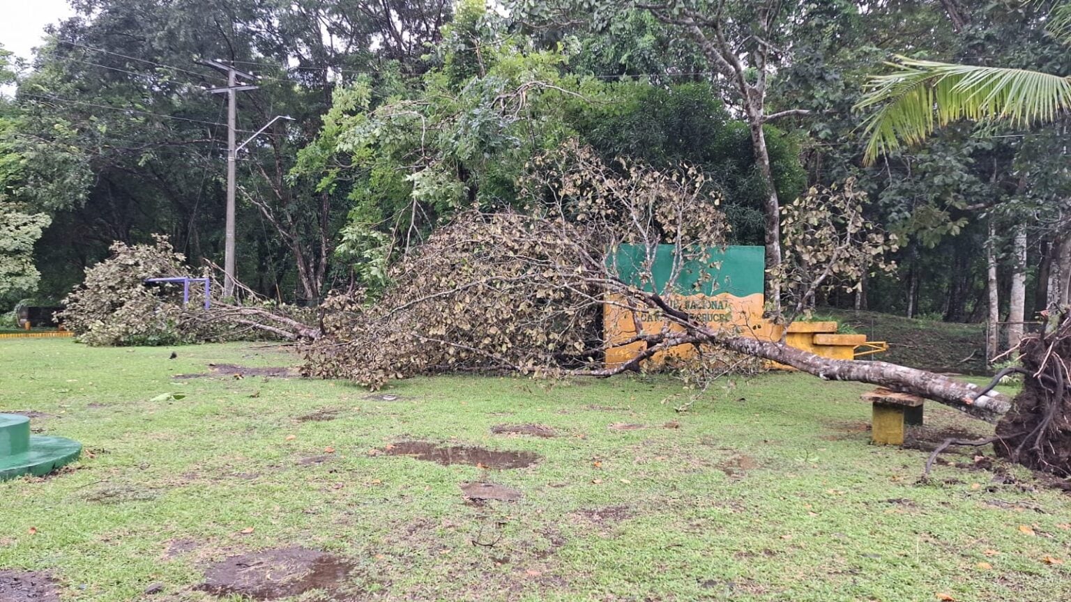 Las fuertes lluvias y ráfagas de viento provocaron la caída de árboles en distintos puntos del Parque Nacional Camino de Cruces, lo que obligó a suspender temporalmente el ingreso de visitantes. Tomada de MiAmbiente