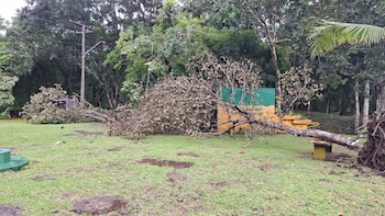 Panamá cierra el parque Camino de Cruces por caída de árboles y daños provocados por fuerte temporal