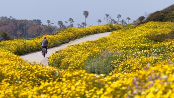 La inusual superfloración de California