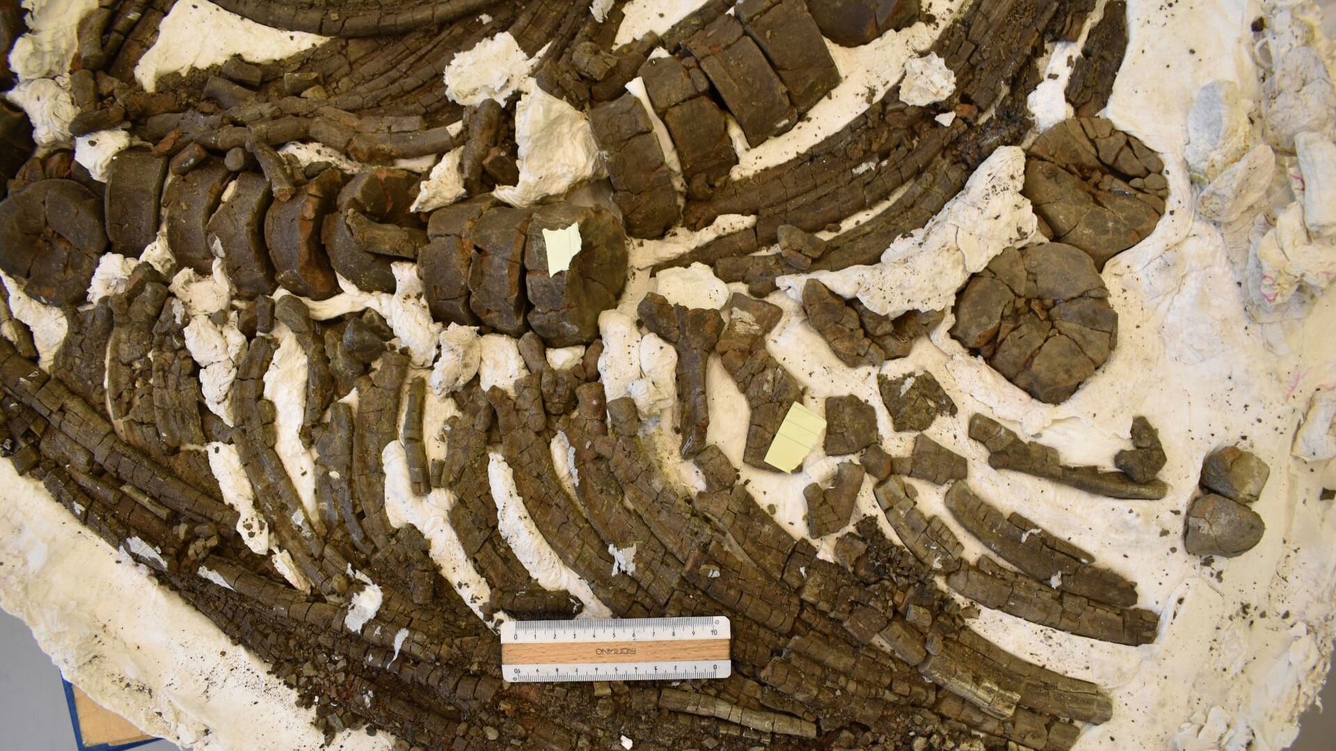 Los investigadores examinaron costillas de fósiles de ictiosaurios, una marsopa y una beluga con tomografías computarizadas y microscopios hasta el nivel celular.