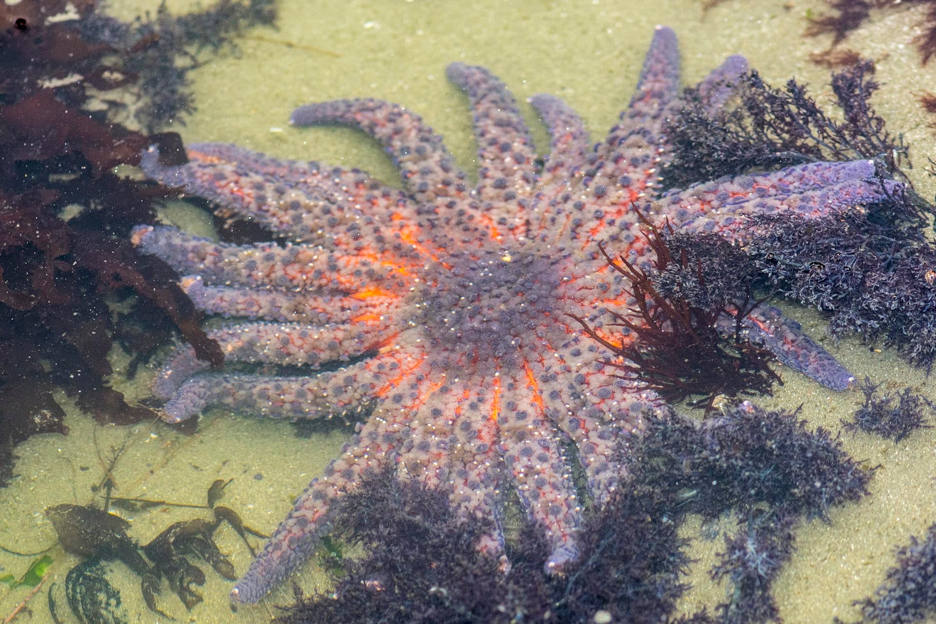 Las estrellas de mar girasol regulaban a los erizos morados, cuya expansión destruyó grandes extensiones de kelp tras la caída de su depredador (Crédito: Wikimedia)