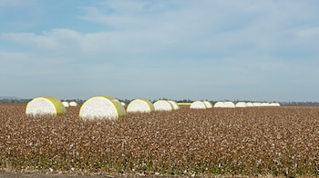 El complejo algodonero, que creció