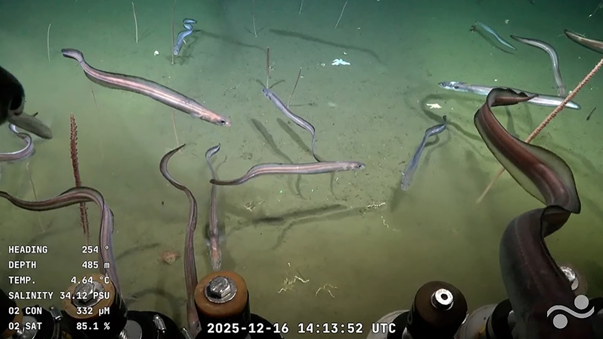 Las anguilas se hicieron presentes en la transmisión