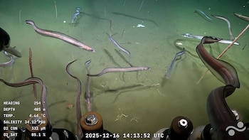 Las anguilas se hicieron presentes