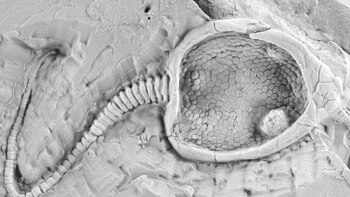 Los pleurocistítidos son un grupo