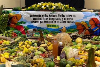 La declaración sobre derechos campesinos incluye el acceso a la tierra, el agua, las semillas, los recursos naturales y la soberanía alimentaria.