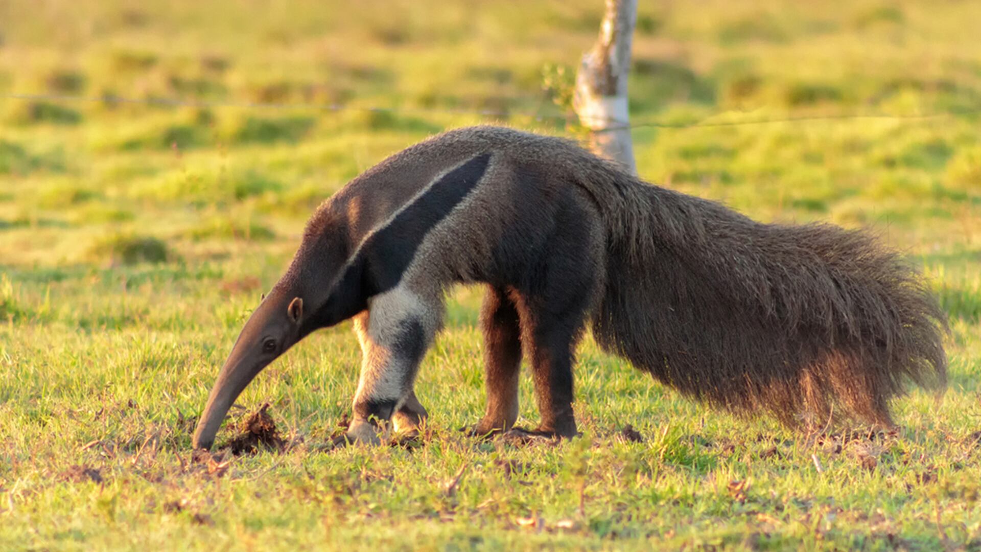 El oso hormiguero gigante utiliza su cola para equilibrarse, protegerse y regular su temperatura en los hábitats de Sudamérica/Fernando Flores - ArgentiNat FVSA