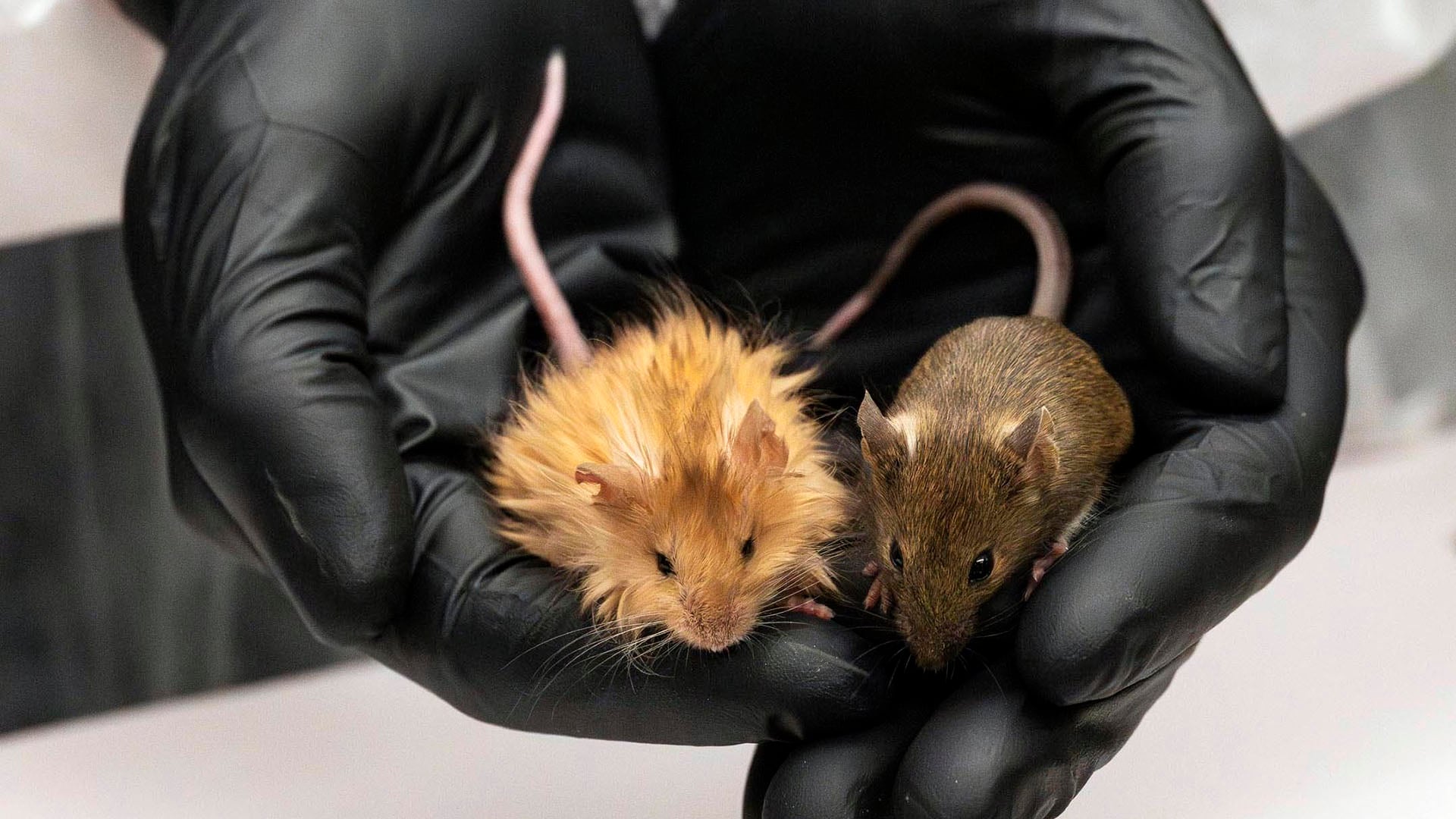 Los ratones tratados mostraron mejoras en el reconocimiento de objetos y adaptación a entornos nuevos según los ensayos de comportamiento (Colossal Biosciences via AP)