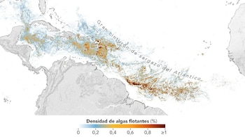 La NASA alerta sobre el cinturón de sargazo en el Atlántico: qué es y cómo afecta a las costas del Caribe