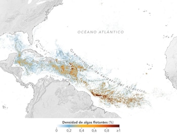 Este mapa, basado en datos del Instrumento de color del océano (OCI) a bordo del satélite de la misión Plancton, Aerosoles, Nubes y Ecosistemas Oceánicos (PACE) de la NASA, muestra una alta concentración de sargazo en el Atlántico tropical en junio de 2026 (Observatorio de la Tierra de la NASA/Lauren Dauphin)