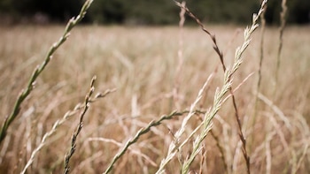 España aprobó casi 8.000 millones