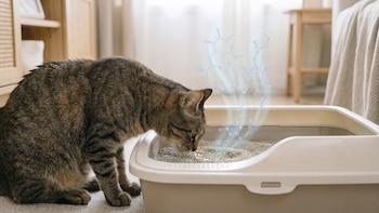 Descubren compuestos en la orina de los gatos que conservan su identidad olorosa