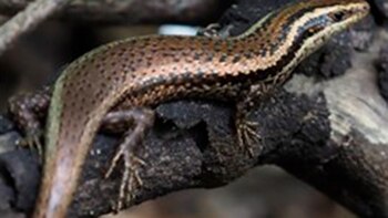 Reptiles del Caribe: el plan