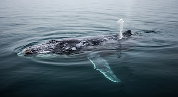 Una ballena gris, de piel oscura y moteada, flota en la superficie de aguas tranquilas y grises, con burbujas emergiendo de su lomo y una aleta visible.