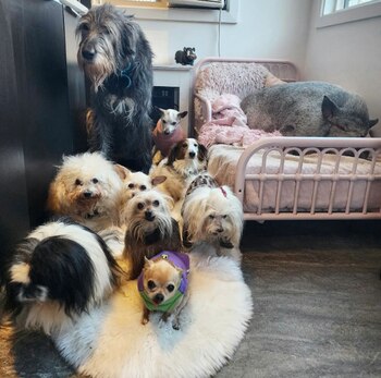 A día de hoy, Greig le ofrece un hogar a varios perros ancianos, un cerdo, un pollo y un pavo. Steve Greig, perros, gatos, puercos, mascotas, animales, refugios animales