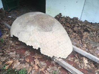 En diciembre de 2019 un