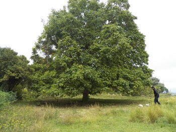 Arbol de nogal: la inclusión