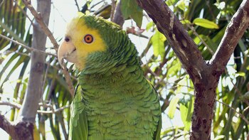 La ONG venezolana Provita incorpora