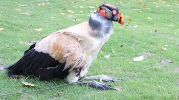 Ave en peligro de extinción