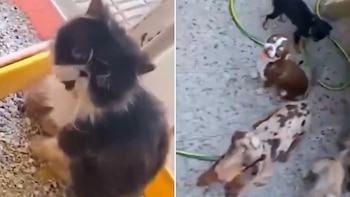 Desmantelaron un criadero ilegal en