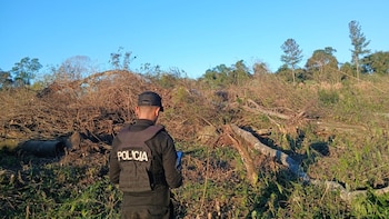 Tragedia en Misiones: un hombre recolectaba leña en el campo y murió aplastado por un árbol