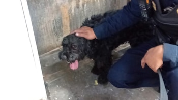Un perro fue rescatado en