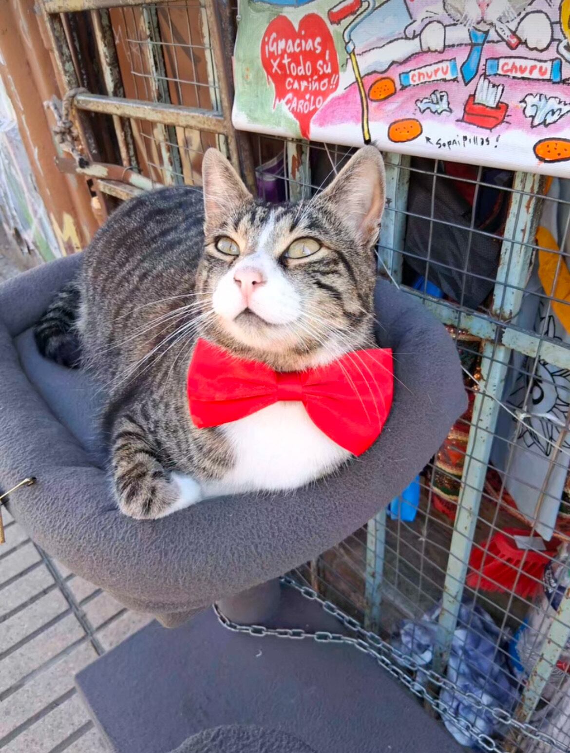 Los seguidores de Sr. Carolo destacan su elegancia y carisma, mientras vecinos y turistas aprovechan para saludarlo y tomarse fotos con el icónico gato porteño. (IG: @sr.carolo)
