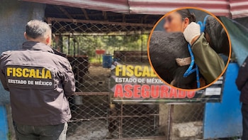 Maltrato animal en Ixtapaluca, Edomex: rescatan a 13 perros y varios gatos de “La Granja de Chopos”