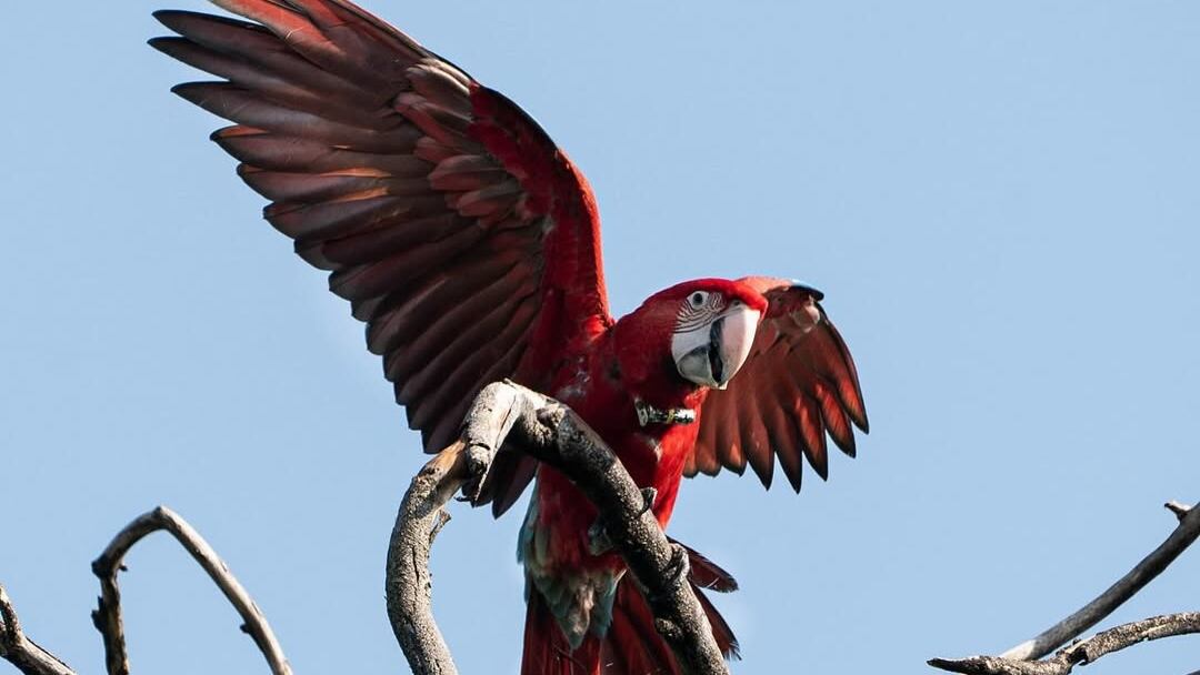 Un guacamayo rojo murió en Corrientes (Fundación Rewilding Argentina)