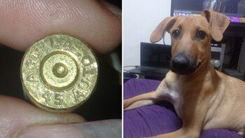 Kokoro y Bambi fueron víctimas