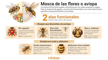 Infografía con ilustraciones de una mosca de las flores y una avispa junto a textos explicativos sobre sus alas, ojos, abdomen y vuelo.
