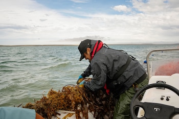 La primera cosecha de la investigación se produjo hace apenas dos meses en Puerto San Julián, Santa Cruz. Foto: Ailín Peirone / Fundación Por El Mar