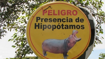 Experto desmintió que la población de hipopótamos en Colombia pueda ser controlada con esterilización y translocación