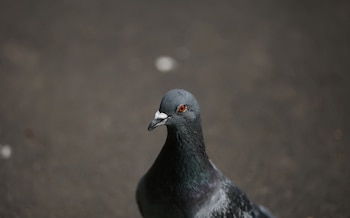 La investigación publicada en Science