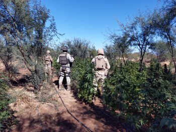 Las plantas alcanzaban alcanzaban los