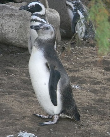 El cierre definitivo del Aquarium de Mar del Plata fue consecuencia del vencimiento del contrato de alquiler y la decisión de los propietarios sobre las tierras