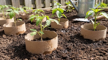 Primer plano de varias plantas jóvenes en un huerto, protegidas con collares de cartón en la base. El suelo está húmedo; una regadera y pala se ven al fondo.
