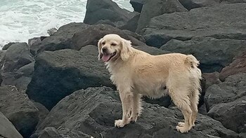 Maltrato animal - Tacna- Perú - 6 de junio