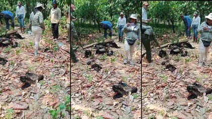 Monos sarahuatos caen muertos a causa del calor en Tabasco y Chiapas